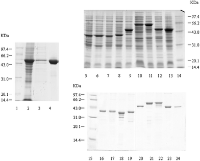 SDS-PAGE of expressed and purified recombinant SARS-CoV N protein and polypepides. Lane 1, Lane 14 and Lane 15: low molecular protein standards. Lane 2: P28-N cell lysates. Lane 3: P28-N cell supernatant. Lane 4: purified N protein. Lane 5 to Lane 11: 4T-1-CN1–CN7 cell lysates. Lane 12: 4T-1-N1 cell lysates. Lane 13: 4T-1-N2 cell lysates. Lane 16 to Lane 22: purified GST-CN1–CN7 proteins. Lane 23: purified GST-N1 protein. Lane 24: purified GST-N2 protein.