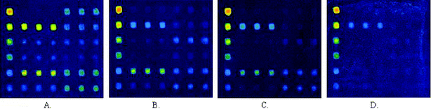 Scan images of N protein fragment screening microarrays incubated with strong positive (A), medium positive (B), weak positive (C), and negative (D) serum samples at 532 nm detection wavelength.