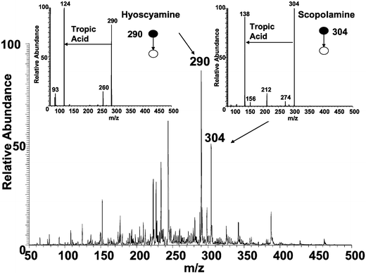 DESI mass spectrum of Atropa belladonna seed using methanol ∶ water (1 ∶ 1) as spray solvent; insets show MS/MS of protonated hyoscyamine and scopolamine showing the loss of tropic acid in both cases.