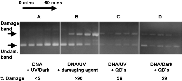 Plasmid nicking assays of supercoiled DNA. From left to right shows aliquots taken after every 15 min (0–60 min). (A) DNA after UV excitation/dark. All show supercoiled DNA undamaged; (B) DNA incubated with a known plasmid nicking agent. Shows change from undamaged (0 min) to almost complete damage (60 min); (C) DNA after incubation with quantum dots and UV excitation, shows an almost constant level of damage; (D) DNA after incubation with quantum dots in the dark, shows a slightly weaker damaged band. The figure is reproduced in more detail in ESI.