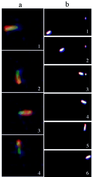 (a) Optical microscope snapshots of a nanorod rotating counterclockwise. (b) Optical microscope snapshots showing the dynamics of a suspended nanorod with a near-linear movement followed by tethering to a surface impurity that induces a circular movement.