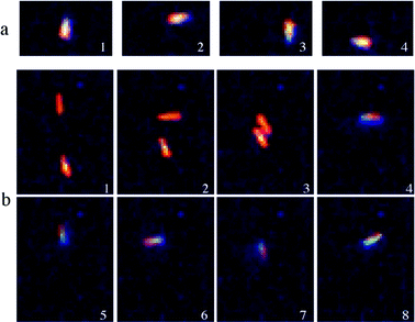 (a) Optical microscope snapshots of a tethered nanorod undergoing clockwise rotation. (b) Optical microscope snapshots of a suspended nanorod and its tethering to a surface impurity that induces its rotation.