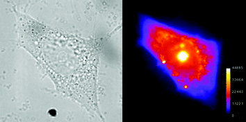 As Fig. 3 but with MCF-7 breast cancer cells.