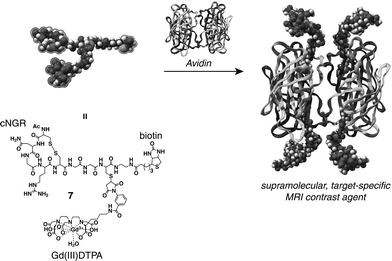 Supramolecular approach for the synthesis of a multivalent target-specific contrast agent based on 7 and avidin.