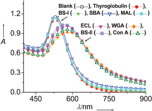 Overlaid absorption spectra of Man-GNPs (0.29 nM) in the presence of the premixed ConA and tested proteins. The spectra of RNaseA, trypsin inhibitor, and BSA were similar to the one displayed by ECL, and thus omitted for clarity.