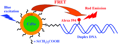 Schematic of the QD-dye-labelled DNA FRET system. The acceptor, an Alexa 594-labelled duplex DNA, is conjugated to the donor, a CdSe/ZnS core/shell QD, through a C6-thiol linker. This reduces the donor–acceptor distance and significantly increases the FRET efficiency.