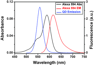 Absorption spectrum (black line, left scale) and fluorescence spectrum (red line, right scale) of Alexa 594 labelled DNA (1 µM), and fluorescence spectrum of the MPA-capped CdSe/ZnS core/shell QD (blue line, right scale). All measurements were carried out in Tris buffer (10 mM Tris·HCl, 100 mM NaCl, pH 7.6) at room temperature.