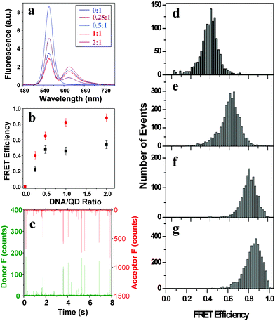 (a) Fluorescence spectra (excited at 450 nm) of the DNA–QD conjugates at different DNA/QD ratios prepared after removal of the free MPA. (b) Plot of the apparent FRET efficiency (IA/(IA
					+
					ID))
					versus the DNA/QD ratios from the bulk (black squares) and single-molecule studies (red dots). (c) Representative fluorescence burst trajectories of the QD–DNA conjugates at 1 : 1, the green bursts are from the donor (QD) and the red bursts are from the acceptor (Alexa 594). (d–g) FRET histograms of the QD–DNA conjugates at different DNA to QD ratios, (d) 0.25; (e) 0.50; (f) 1.0, and (g) 2.0.