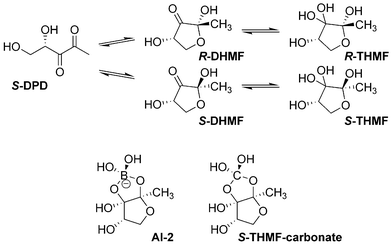 
          S-DPD and related biological structures.