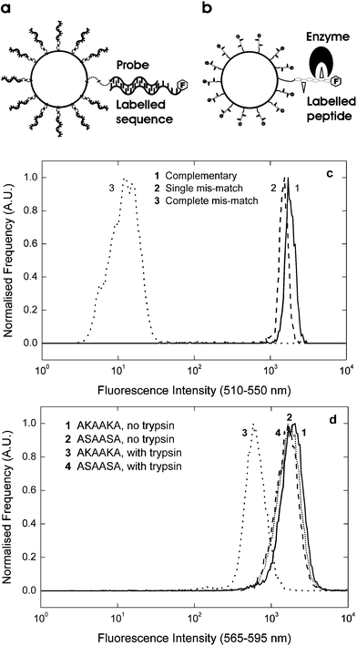 Biomolecular screening. Biomolecular interactions can be detected by a) hybridisation of fluorescently-labelled target sequences to bound probe molecules, or b) cleavage of bound fluorescently-labelled peptide sequences. Using organosilica microspheres with bound probe molecules, c) complementary duplexes are distinguishable from single mismatch duplexes, and easily separable from complete mismatch duplexes, while d) lysine-containing peptide sequences (AKAAKA) are cleaved by trypsin, resulting in a 67% decrease in on-bead fluorescence, compared to negative (ASAASA) and control samples.