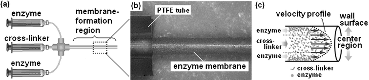 Preparation of enzyme-membrane on the inner wall of a PTFE tube. a) Enzyme and aldehyde solutions were each charged into a 1 ml syringe, the solutions were supplied to a PTFE tube using a syringe pump. b) Cylindrical enzyme-membrane (dry state) exposed from PTFE tube, which forms on the inner wall of the tube. c) Possible mechanism of polymerization process of enzyme and cross-linker reagent in a microchannel.