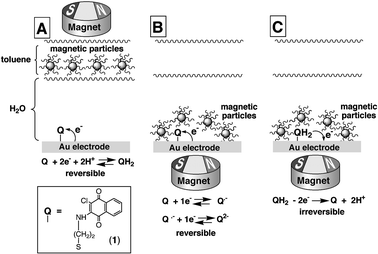 “Write–Read–Erase” electrochemical system based on the quinone-monolayer-modified Au electrode with the interfacial properties controlled by the hydrophobic magnetic NPs. (A)
					“Write” process in the aqueous environment (magnetic NPs are retracted from the electrode). (B)
					“Read” process in the non-aqueous environment (magnetic NPs are attracted to the electrode). (C)
					“Erase” process in the non-aqueous environment (magnetic NPs are attracted to the electrode).