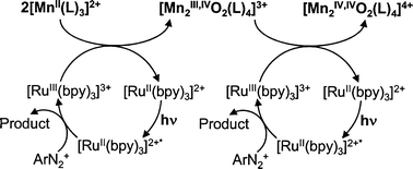 Schematic presentation for the photooxidation mechanism of [MnII(L)3]2+ by [RuII(bpy)3]2+ in the presence of an external electron acceptor ArN2+.
