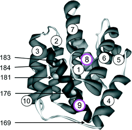 X-ray structure of the channel-forming C-domain of Colicin A. The positions of cysteine replacements in helix 9 by site-directed exchange mutagenesis are indicated by numbered spheres (169, 176, 181, 183, 184). The α-helices are labelled 1 (N-terminus) to 10 (C-terminus). The hydrophobic helices are 8 and 9. For details, see refs. 199, 203 and 206.
