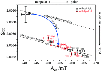 Polarity plot of gxxvs.Azz for the various nitroxide spin-label positions in helix 9 of site-directed Colicin A mutants. The measured tensor components with addition of lipid vesicles and without lipid addition are marked by full and open squares, respectively. The dashed lines define the limits between the non-hydrogen bonded (short dashes) and the fully hydrogen bonded (long dashes) cases, Fig. 19. For details, see refs. 63, 173 and 178.