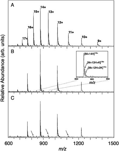 ESI FT-ICR mass spectra of cytochrome c. (A) The full envelope of the different charge states. (B) Mass selective isolation retains the even charge states while ejecting the odd ones from the ICR cell. The inset shows how each peak is composed of the fully protonated peak and partly potassiated peaks. (C) Infrared irradiation at 6 μm, the wavelength of the amide I band, leads to detachment of K+, thereby lowering the charge state by one. The resulting fragment peaks are marked with arrows.