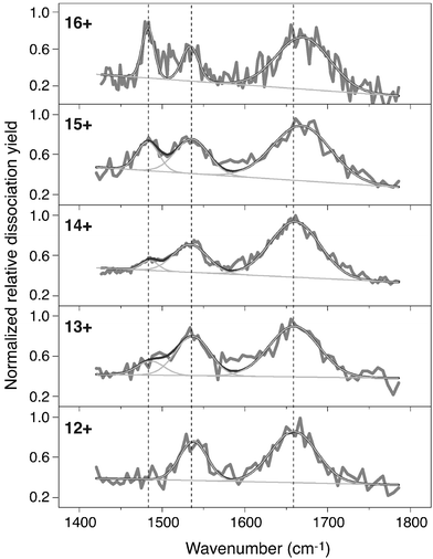 Infrared photodissociation spectra for different charge states of bovine cytochrome c. The black curves represent the average of several independently recorded scans. All spectra are individually normalized. The band at ∼1483 cm−1 clearly grows in with increasing charge state. The band near 1660 cm−1 shows a blue shift as the charge increases. Shown in light gray are fitted Gaussian functions. A total of three Gaussians plus a linear baseline is used.