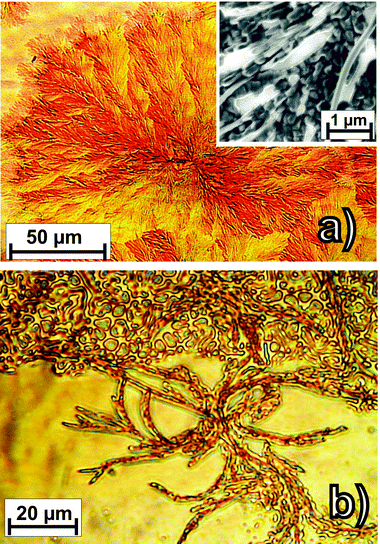Optical micrographs of rubrene films (nominal thickness 40 nm) grown by OMBD at a rate of 25 Å min−1 and a substrate temperature of 375 K (a) on SiO2 and (b) on Au(111). The inset in (a) shows a SEM micrograph with the microstructure of the dendritic films on gold.