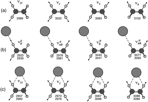 Infrared spectra of the Cl C 2 H 4 and Br C 2 H 4 anion