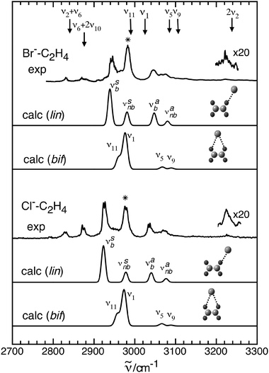 Infrared spectra of the Cl C 2 H 4 and Br C 2 H 4 anion