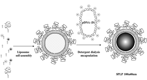 SPLP formulation. Formation of low charge cationic PEG-liposomes by pre-modification with appropriate PEG lipids. The subsequent introduction of condensed pDNA requires some form of detergent analysis (encapsulation efficiency approx. 60%). Excess pDNA must be removed afterwards by column chromatography in order to yield stabilised plasmid-lipid (SPLP) particles ready for use (see text for references). Reproduced with the kind permission of Elsevier Academic Press.209