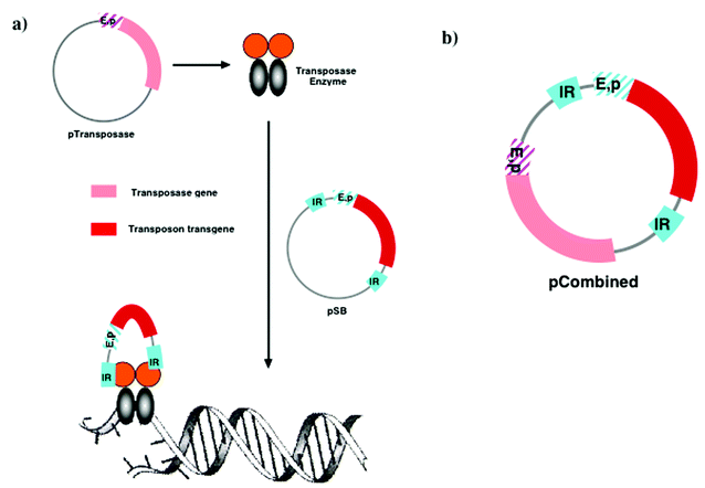 Outline mechanism of Sleeping Beauty transposon mechanism. (a) Schematic to show how dimeric sleeping beauty transposase is coded for by one pDNA (pTransposase) and how this expressed enzyme then captures the inverted repeats (IRs) found in the pDNA (pSB) harbouring the transposon. Dimeric transposase then excises the complete transposon and relocates to defined chromosomal DNA binding sites where insertion of the complete transposon is finally assisted (see text for references); (b) Schematic to show how transposon and transposase gene could be integrated together on the same pDNA.