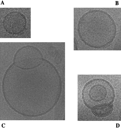 Cryo-electron microscopy images of LD particles. These LD particles were formed after the combination of CDAN/DOPE cationic liposomes and pDNA in the [cytofectin]/[nucleotide]
						([cyt]/[nt]) mol ratio of 0.6, optimal for in vitro and in vivo lung transfection. Final lipid concentration was 0.17 mM. Magnification is 150 000×
						(1 cm = 67 nm).36
