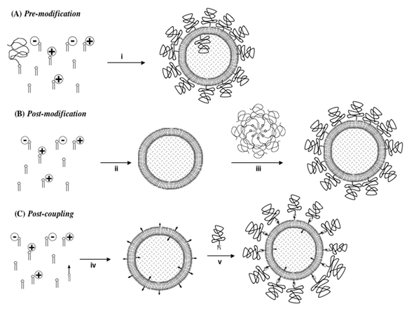 C-layer stealth molecule incorporation strategies. Top:Pre-modification implies that PEG lipids are incorporated into cationic liposomes directly (step i) prior to the addition of any given nucleic acid; Middle:Post-modification strategy implies that simple cationic liposome (or LD, LsiR, LMD or LPD-like) systems are prepared in advance (step ii) and then PEG lipid micelles are incubated (step iii) with the liposome (or LD, LsiR, LMD or LPD-like) particles to encourage micelle breakdown and insertion of PEG lipids via their hydrophobic moieties into the outer leaflet membrane of whichever type of particle is being prepared; Bottom:Post-coupling strategy implies that simple cationic liposome (or LD, LsiR, LMD or LPD-like) systems are formulated with a coupling-lipid that enters lipid membranes (step iv). This coupling-lipid comprises a polar, functional group (black arrow) with very high chemoselectivity for certain complementary functional groups introduced into the termini (checked complementary-arrow shape) of modified PEG-molecules, allowing for highly efficient coupling in the subsequent conjugation step (step v). Post-coupling is flexible enough to allow for the introduction of other biological compatibility/stealth molecules and/or biological targeting molecules (see text for references). (Cationic liposome/micelle–siRNA complex = LsiR.) Reproduced with the kind permission of Elsevier Academic Press.209