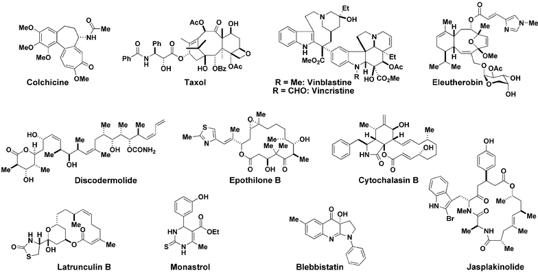 Cytoskeleton-modulating small molecules.