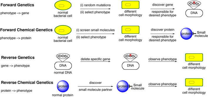 Comparing genetics with chemical genetics.