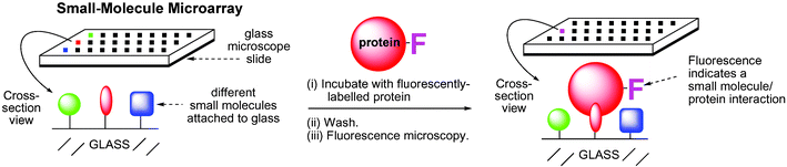 Small molecule microarrays. Different small molecules can be covalently attached to glass slides and probed with fluorescently labelled proteins requiring a small molecule partner. After the slides are washed, to remove non-specific interactions, they can be scanned for spots of fluorescence, indicating a protein–small molecule interaction.