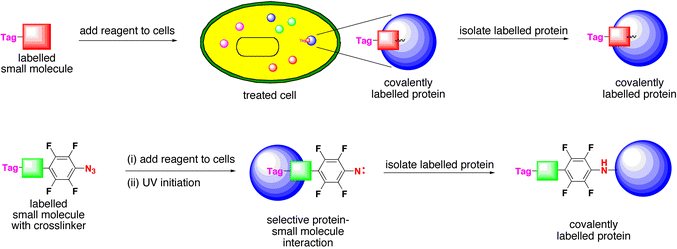 Biochemical target protein identification. The target protein becomes covalently labelled (tagged) by using labelled small molecules that attach themselves covalently to their protein partner. Covalent crosslinking is involved in the normal mechanism of some small molecules such as penicillin. Other small molecules can be derivatised with chemical crosslinking reagents that have the ability to unmask reactive function groups such as a nitrene, which are capable of sigma bond metathesis with nearby bonds.