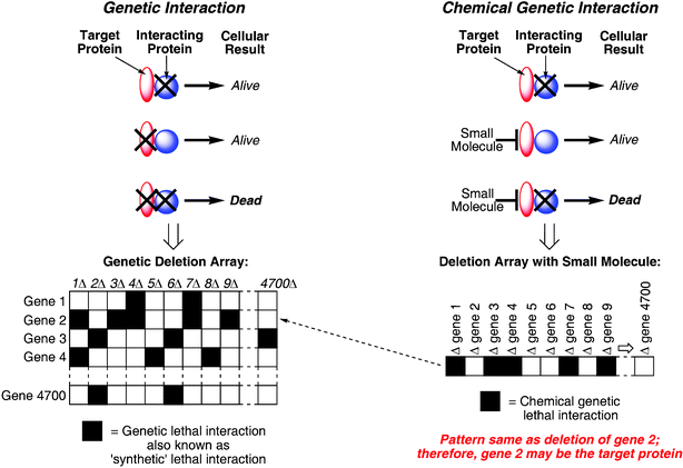 Synthetic lethal screens. Genetic interactions can be similar to chemical genetic interactions. In the synthetic lethal interaction (left), individual deletions of genes (represented by the black X) lead to viable mutants (alive), but double mutants are not viable (dead). In the chemical genetic interaction (right) the deletion mutant is hypersensitive to a normally sub-lethal treatment of the small molecule. A gene deletion that is lethal when cells are treated with the small molecule should also be lethal with a mutation in the compound's target gene. Therefore, comparing the matrix of synthetic lethal interactions of all non-essential genes with the profile from the small molecule treated cells should identify the pathways and targets that the small molecule is modulating.