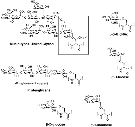 Six major classes of O-linked glycans. The Tn antigen of mucin-type O-linked glycans is outlined in the box.