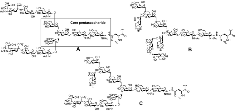 The three classes of N-linked glycans: (A) complex, (B) high mannose, (C) hybrid.