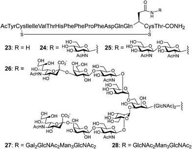 Peptide fragments from the extracellular domain of the nicotinic acetylcholinesterase receptor (nAChR)
						(23, 24 and 25) prepared by SPPS. Several glycoforms were constructed by the sequential action of Endo-M on 24 to produce 26 followed glycosidase digestion to afford 27 and 28.