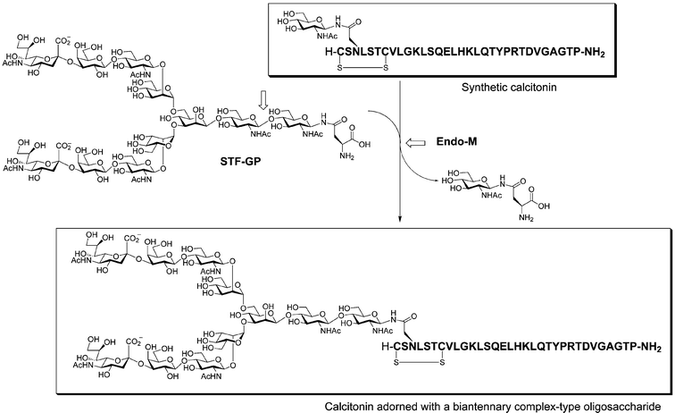 Synthesis of a calcitonin derivative with a complex-type N-linked glycan by transglycosylation. Endo-M transfers the biantennary glycan from the donor glycosyl amino acid (STF-GP) derived from transferrin, liberating GlcNAc-Asn.