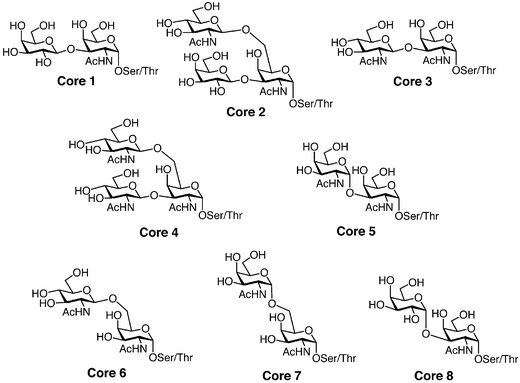 Eight known O-linked mucin-type core structures.