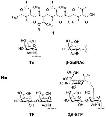 Glycopeptides prepared by solid-phase peptide synthesis (SPPS) bearing the tumor-associated antigens Tn, TF, and 2,6-sialyl TF (STF) on 1.