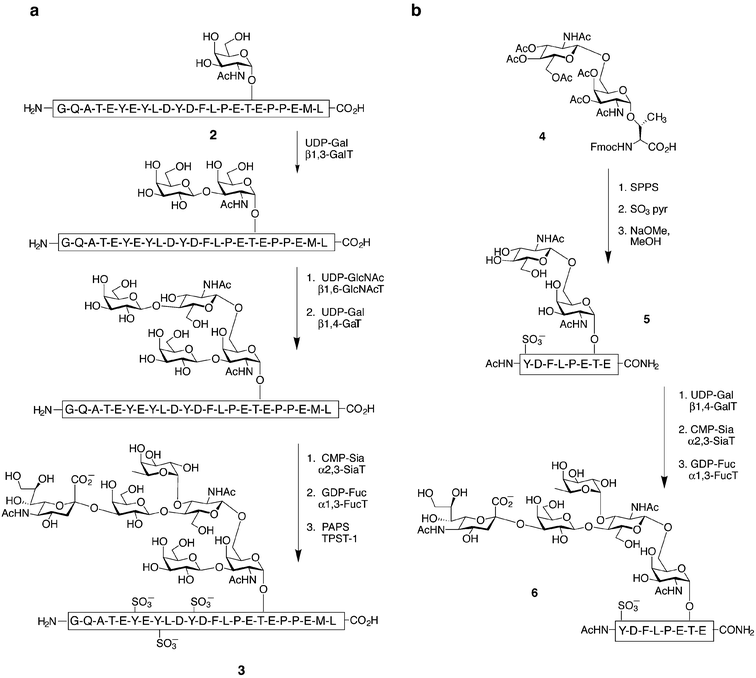 Chemoenzymatic syntheses of a sulfate- and sialyl Lewis x (sLex)-modified PSGL-1 glycopeptide perfomed by Cummings (a) and Wong (b) and their coworkers. Synthetic glycopeptides (2 or 5) were sequentially treated with the appropriate sugar donors and glycosyltransferases; galactosyl transferase (GalT), N-acetylglucosaminyltransferase (GlcNAcT), sialyltransferase (SiaT), fucosyltransferase (FucT), 3′-phosphoadenosine-5′-phosphosulfate (PAPS) and tyrosylprotein sulfotransferase-1 (TPST-1).