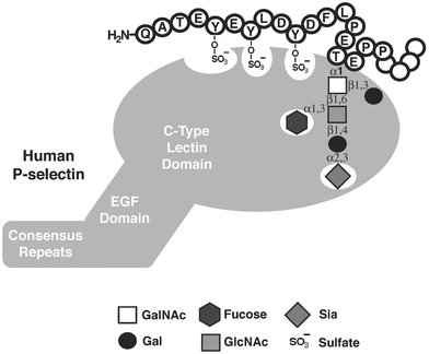 Essential determinants of PSGL-1 for binding P-selectin. P-selectin is an endothelial adhesion molecule comprising a C-type lectin domain, an epidermal growth factor (EGF) domain, and a series of consensus repeats similar to complement regulatory proteins. P-selectin binding to the N-terminus of PSGL-1 requires sulfotyrosine residues and an sLex glycan. The sialic acid and fucose residues of sLex interact strongly with the lectin domain.