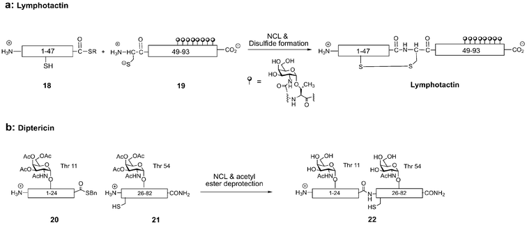 Native chemical ligation (NCL) of peptide thioesters to N-terminal cysteinyl peptides provides full-length glycoproteins lymphotactin (a) and diptericin (b).