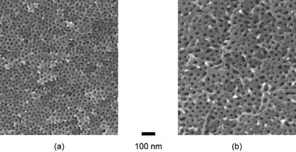 SEM images of degraded blends (see the Experimental section). (a) A nanoporous monolith made from blend 3, (b) A nanoporous monolith made from blend 11.