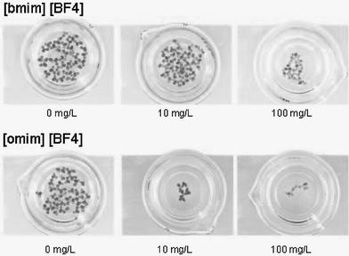 Beakers with Lemna minor after 7 days (end of test). Nutrient solution (Steinberg medium) contained [bmim][BF4]
						(above) and [omim][BF4]
						(below) in concentrations ranging between 0–100 mg L−1.
