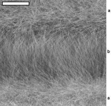 Fibres obtained for deposition in an electric field of 1 V rms at 50 Hz. The scale bar has a width of 20 µm. a, Orientated fibrous growth is obtained in the electrode gap. b, More randomly orientated fibres are observed on the electrode surface.