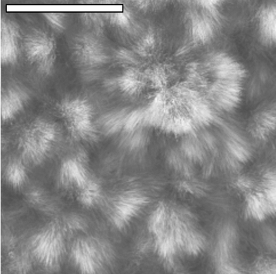 Deposition in an electric field of 10 V rms at 50 Hz. The scale bar has a width of 100 µm. The SEM shows extensive fibrous growth away from the electrode surface, obscuring the electrode pattern beneath.