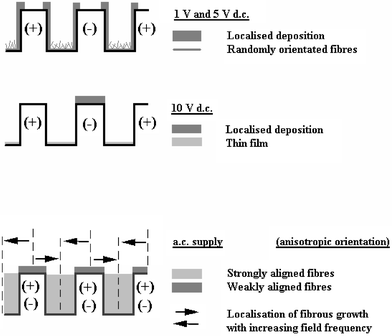 Schematic summary of the effects of applied electric field to film microstructure. The figures show a schematic cross section looking through the sensor. The saw tooth pattern is created by the alternating positive (+) and negative (−) gold electrodes. Top figure shows that at 1 and 5 V dc localised deposition is primarily on the walls of both positive and negative electrodes. At 10 V dc (middle figure) localised deposition is primarily at the top of the negative electrode. For ac deposition (bottom figure) deposition is primarily between the (+)–(−) electrode gap with strongly aligned fibres.