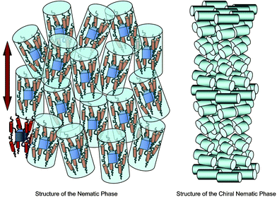 Schematic representation of the local nematic structure and the helical structure of the chiral nematic phase of dendrimer 4.