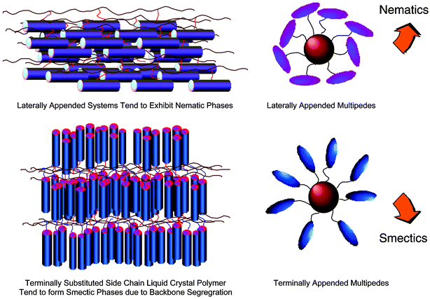 Orientation of attachment of rod-like mesogenic groups to a central scaffold and mesophases formed for supermolecular systems, shown in comparison to the structures of side chain liquid crystal polymers.