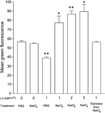 The extent of biotinylation of different surfaces after treatment with PBS or sodium periodate and subsequent incubation with biotin hydrazide. Tissue culture plastic was coated with poly-l-ornithine followed by different concentrations of laminin (Ln). Wells were then incubated with buffer or sialidase to cleave sialic acid moieties, then oxidized where appropriate. After ligation of biotin hydrazide, wells were incubated with FITC–avidin to stain ligated biotin molecules and subsequently analyzed by fluorescence microscopy. A histogram of green fluorescence intensity was generated for each well to determine the mean value. Data represent the mean ± SEM of three individual experiments, each performed in triplicate. *
						P < 0.05, **
						P < 0.01.